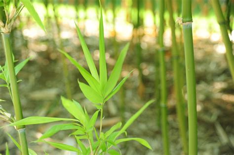 唐竹風水|何時種植唐竹最旺財運？